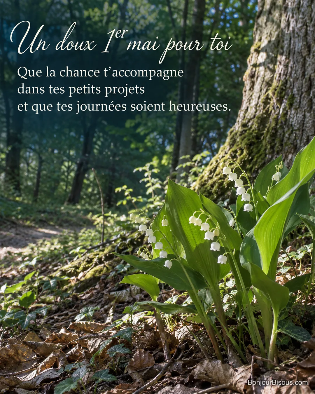 Du muguet blanc pousse librement dans un sous-bois lumineux, avec le texte « Un doux 1er mai pour toi Que la chance t’accompagne dans tes petits projets et que tes journées soient heureuses. ». Du muguet blanc pousse librement dans un sous-bois lumineux, avec le texte « Un doux 1er mai pour toi Que la chance t’accompagne dans tes petits projets et que tes journées soient heureuses. ».