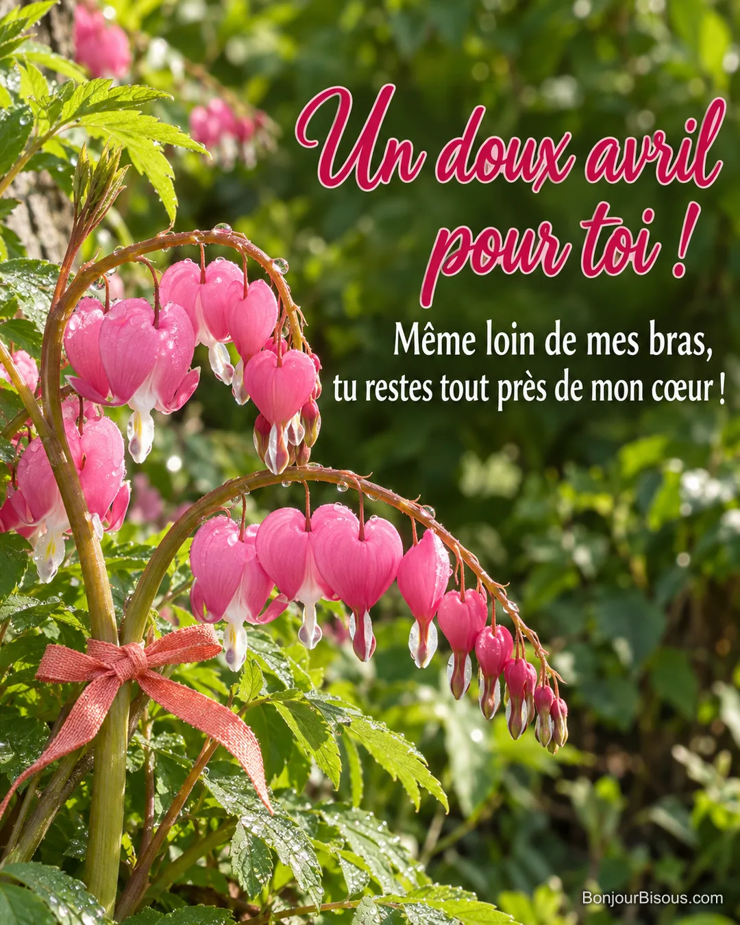 Des fleurs roses de cœur-de-marie rapprochent leurs tiges comme une douce étreinte, avec le texte « Un doux avril pour toi ! Même loin de mes bras, tu restes tout près de mon cœur ! ». Des fleurs roses de cœur-de-marie rapprochent leurs tiges comme une douce étreinte, avec le texte « Un doux avril pour toi ! Même loin de mes bras, tu restes tout près de mon cœur ! ».