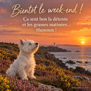 Photo d’un westie blanc assis dans la bruyère et les ajoncs d’une falaise, museau levé vers le vent, avec la mer, un phare et le soleil couchant, avec le texte « Bientôt le week-end ! Ça sent bon la détente et les grasses matinées… Hummm ! »