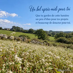Un champ de sarrasin en fleurs ondule devant une ferme de granit dans la campagne bretonne, avec le message « Un bel après-midi pour toi Que tu gardes de cette lumière un peu d’élan pour tes projets et beaucoup de douceur pour toi. ».