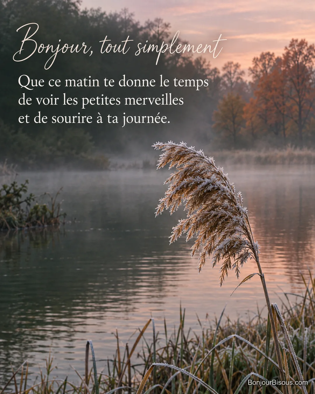 Un épi de roseau givré frissonne au bord d’un étang de Sologne dans la lumière du matin, avec le message « Bonjour, tout simplement Que ce matin te donne le temps de voir les petites merveilles et de sourire à ta journée. ».