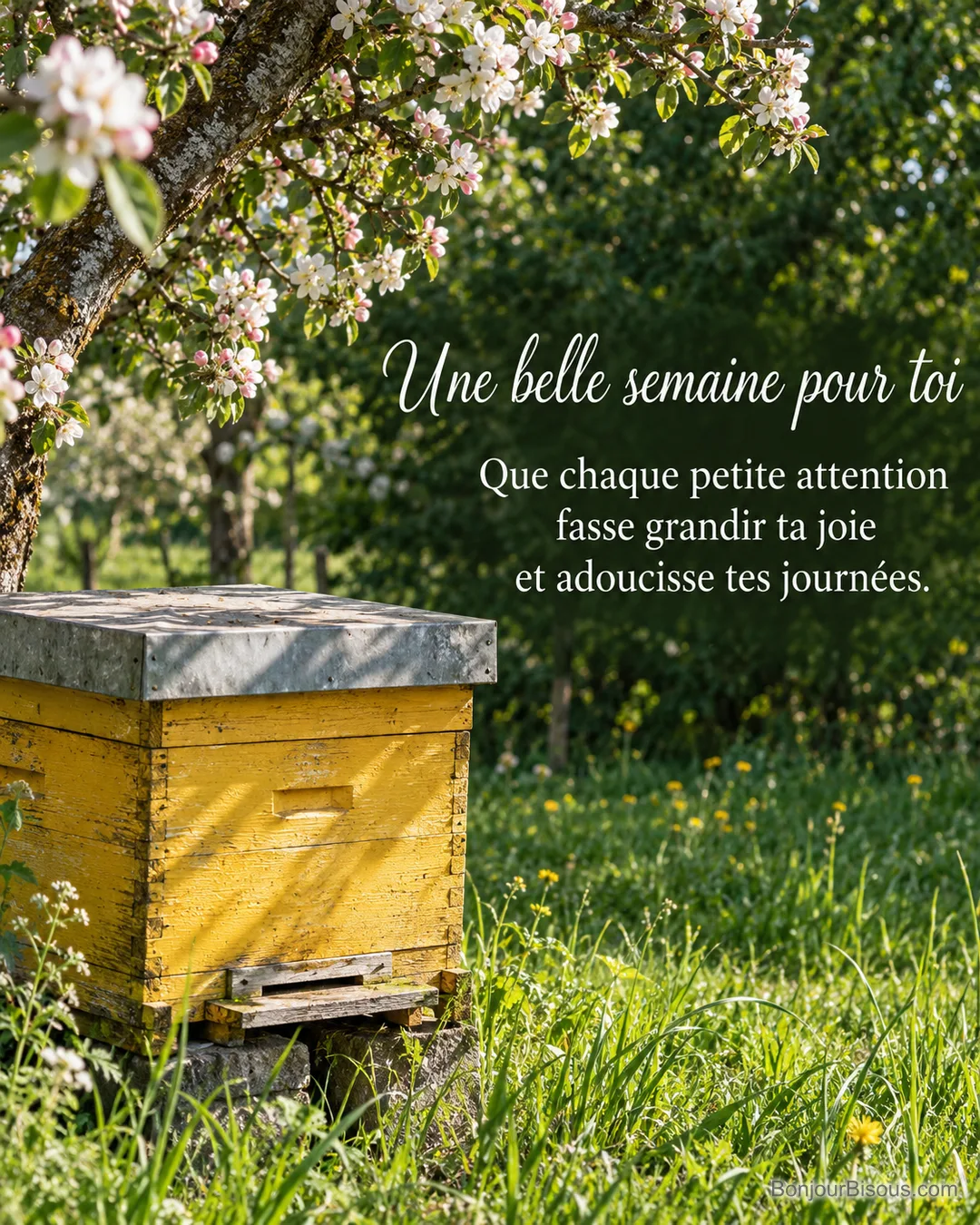 Une ruche jaune se dresse sous les pommiers en fleurs d’un verger normand au matin, avec le texte « Une belle semaine pour toi Que chaque petite attention fasse grandir ta joie et adoucisse tes journées. ». Une ruche jaune se dresse sous les pommiers en fleurs d’un verger normand au matin, avec le texte « Une belle semaine pour toi Que chaque petite attention fasse grandir ta joie et adoucisse tes journées. ».