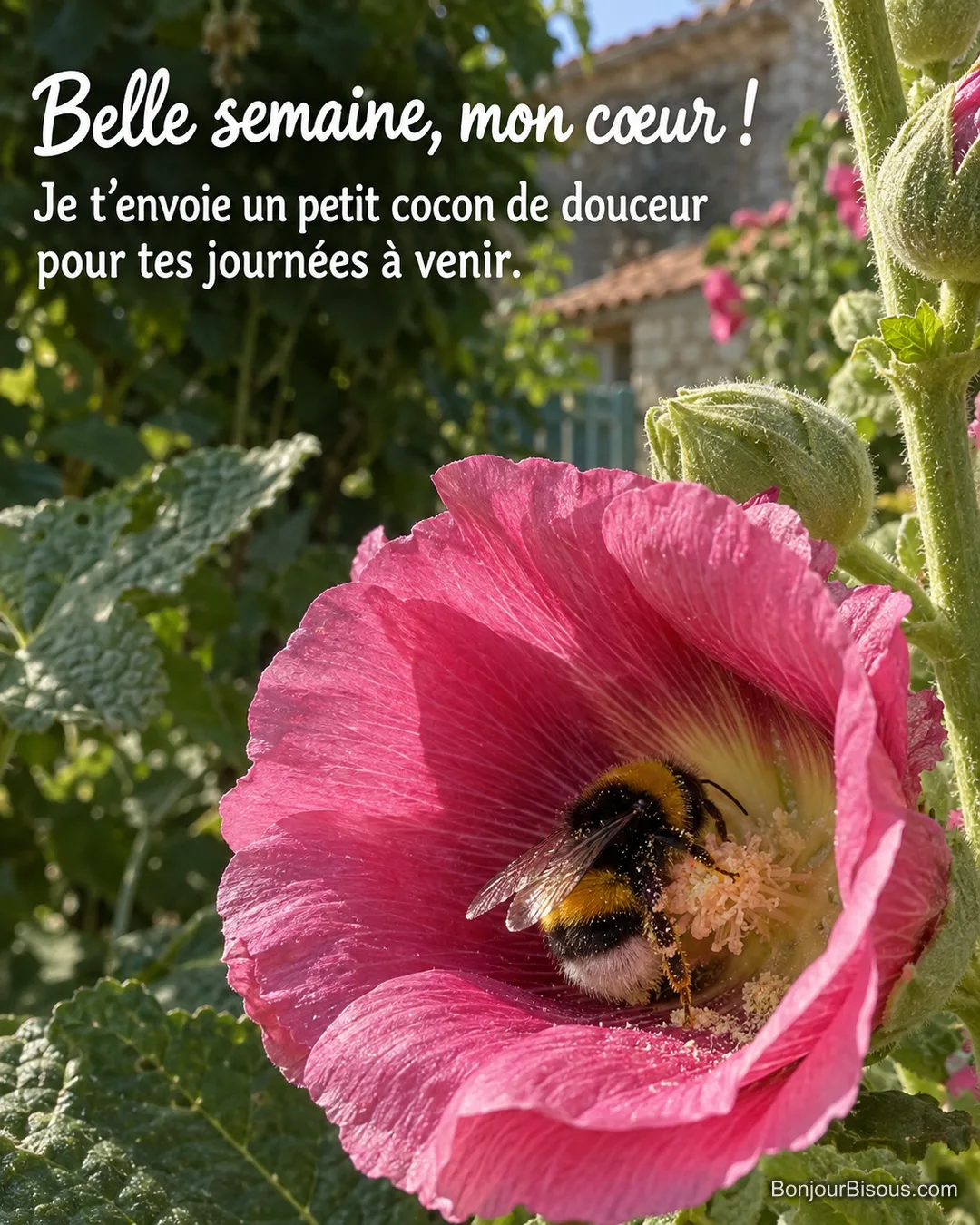 Un bourdon repose au creux d’une rose trémière rose fuchsia dans un jardin d’été, avec le texte « Belle semaine, mon cœur ! Je t’envoie un petit cocon de douceur pour tes journées à venir. ». Un bourdon repose au creux d’une rose trémière rose fuchsia dans un jardin d’été, avec le texte « Belle semaine, mon cœur ! Je t’envoie un petit cocon de douceur pour tes journées à venir. ».