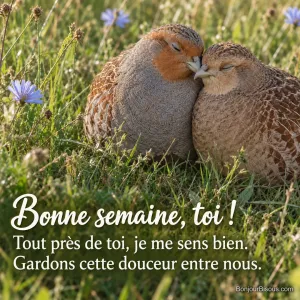 Deux perdrix grises se serrent tendrement l’une contre l’autre dans une prairie fleurie. Le message est : « Bonne semaine, toi ! Tout près de toi, je me sens bien. Gardons cette douceur entre nous. ».