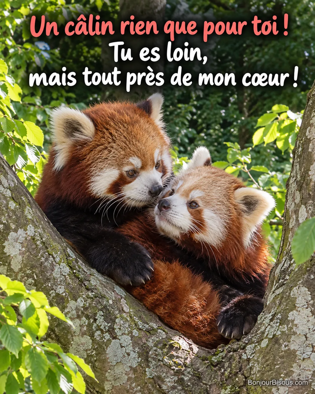 Deux pandas roux se blottissent joue contre joue dans la fourche d’un hêtre, avec le texte « Un câlin rien que pour toi ! Tu es loin, mais tout près de mon cœur ! ».