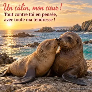 Deux jeunes otaries se touchent tendrement le museau sur un rocher au soleil, avec le texte « Un câlin, mon cœur ! Tout contre toi en pensée, avec toute ma tendresse ! ».