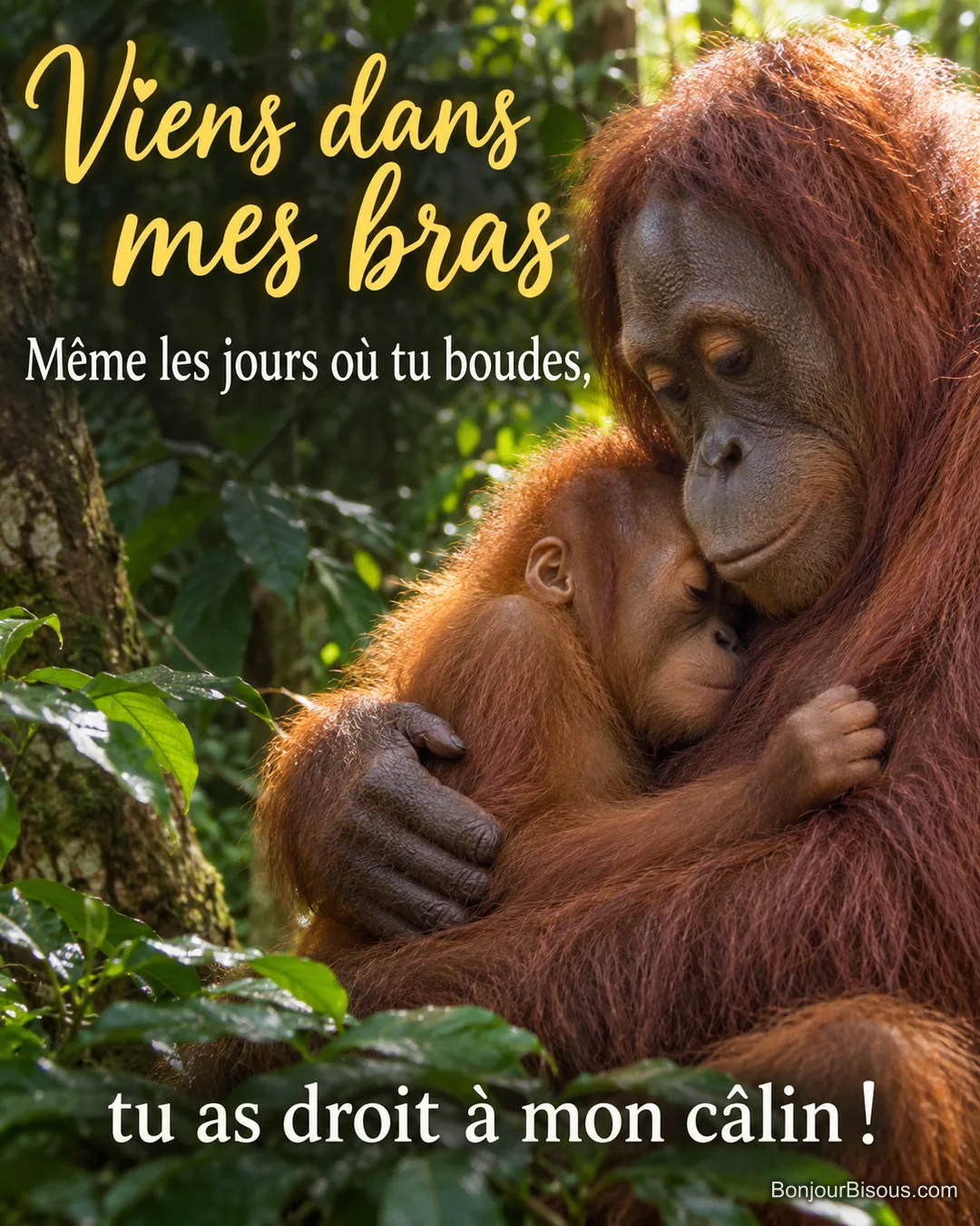 Une mère orang-outan accueille son unique petit contre son cou dans la forêt lumineuse. Le message est : « Viens dans mes bras Même les jours où tu boudes, tu as droit à mon câlin ! ».