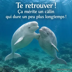 Deux bélugas nagent tout près et se touchent doucement de la nageoire dans une eau turquoise. Le message est : « Te retrouver ! Ça mérite un câlin qui dure un peu plus longtemps ! ».