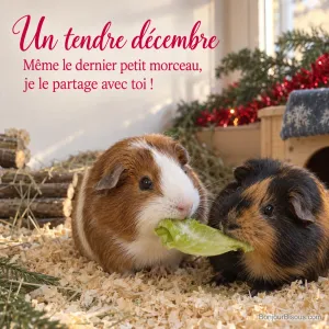 Deux cochons d’Inde de pelages différents grignotent ensemble une feuille de salade près des décorations de décembre. Le message est : « Un tendre décembre Même le dernier petit morceau, je le partage avec toi ! ».