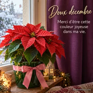 Un poinsettia rouge corail offert avec un ruban rose apporte une attention pleine de gratitude en décembre. Le message est : « Doux décembre Merci d’être cette couleur joyeuse dans ma vie. ».