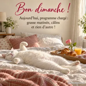 Photo d’un chat blanc allongé sur le dos sur une couette au soleil, à côté d’un plateau avec croissants, jus d’orange et une rose, avec le texte « Bon dimanche ! Aujourd’hui, programme chargé : grasse matinée, câlins et rien d’autre ! »