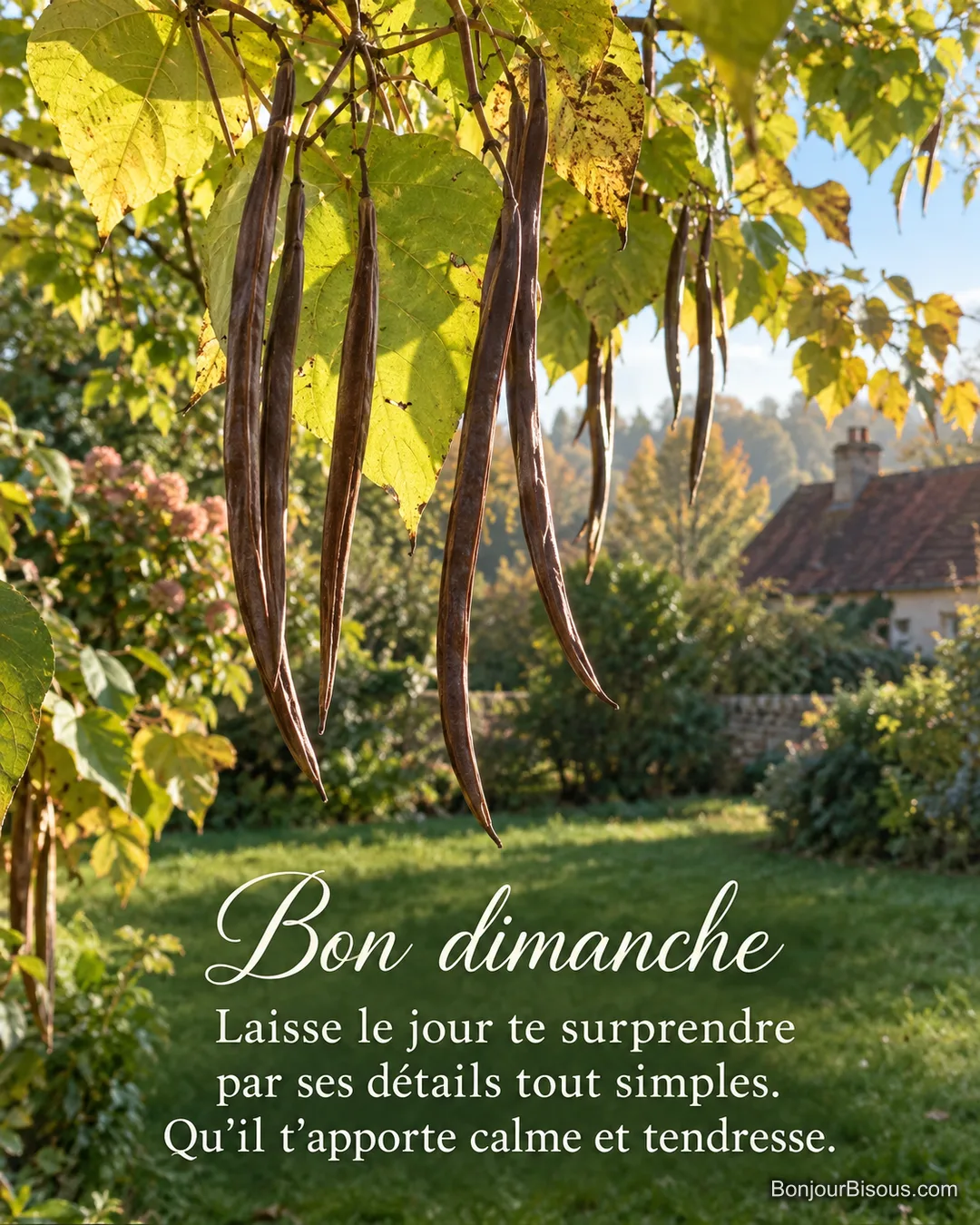 Les longues gousses d’un catalpa se balancent parmi ses feuilles dorées dans un jardin bourguignon, avec le texte « Bon dimanche Laisse le jour te surprendre par ses détails tout simples. Qu’il t’apporte calme et tendresse. ». Les longues gousses d’un catalpa se balancent parmi ses feuilles dorées dans un jardin bourguignon, avec le texte « Bon dimanche Laisse le jour te surprendre par ses détails tout simples. Qu’il t’apporte calme et tendresse. ».