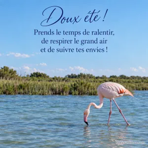 Un flamant rose avance dans l’eau turquoise d’une lagune camarguaise en été, avec le texte « Doux été ! Prends le temps de ralentir, de respirer le grand air et de suivre tes envies ! ».