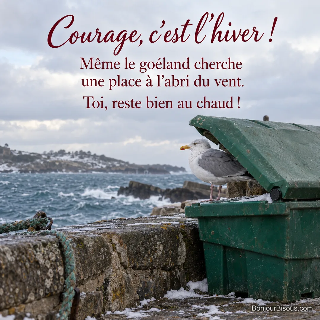 Un goéland s’abrite sous le couvercle relevé d’un bac à sel sur un quai breton, avec le texte « Courage, c’est l’hiver ! Même le goéland cherche une place à l’abri du vent. Toi, reste bien au chaud ! ». Un goéland s’abrite sous le couvercle relevé d’un bac à sel sur un quai breton, avec le texte « Courage, c’est l’hiver ! Même le goéland cherche une place à l’abri du vent. Toi, reste bien au chaud ! ».