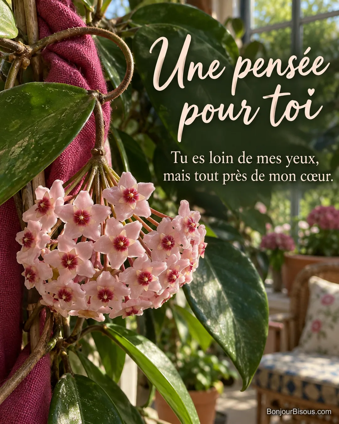 Une ombelle de fleurs de cire roses protège une petite étoffe framboise dans sa liane, avec le texte « Une pensée pour toi Tu es loin de mes yeux, mais tout près de mon cœur. ». Une ombelle de fleurs de cire roses protège une petite étoffe framboise dans sa liane, avec le texte « Une pensée pour toi Tu es loin de mes yeux, mais tout près de mon cœur. ».
