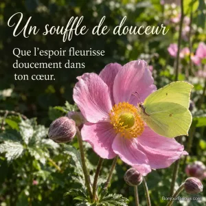 Une anémone japonaise rose de septembre dans un jardin de Neuchâtel porte un papillon citron jaune au repos, avec le texte « Un souffle de douceur Que l’espoir fleurisse doucement dans ton cœur. ».