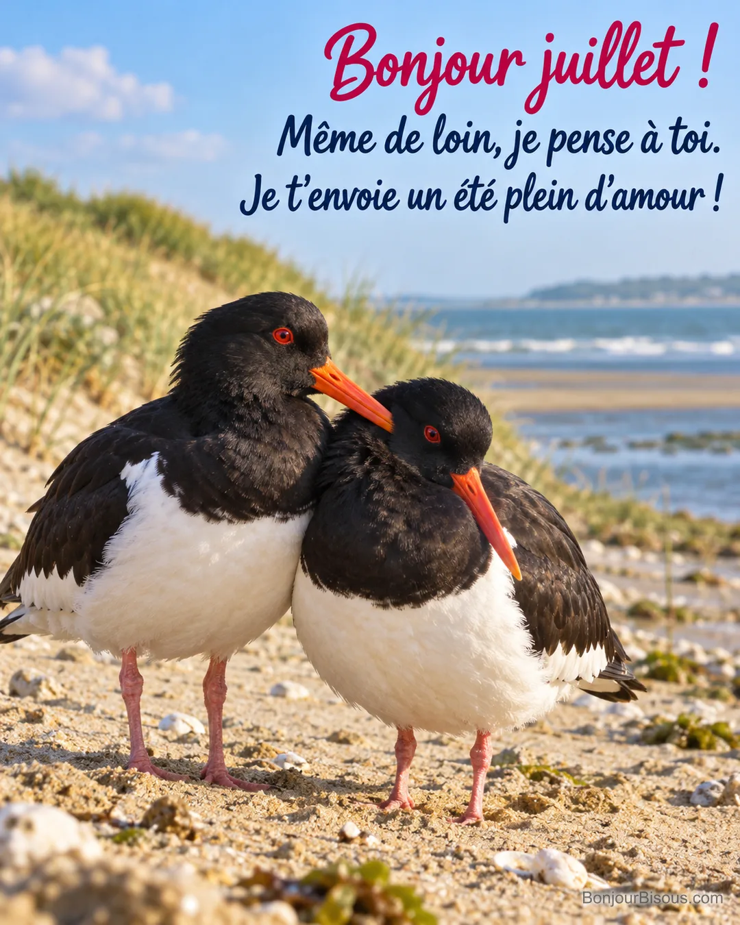 Deux huîtriers pies se blottissent l’un contre l’autre sur le sable de la baie de Somme, avec le texte « Bonjour juillet ! Même de loin, je pense à toi. Je t’envoie un été plein d’amour ! ». Deux huîtriers pies se blottissent l’un contre l’autre sur le sable de la baie de Somme, avec le texte « Bonjour juillet ! Même de loin, je pense à toi. Je t’envoie un été plein d’amour ! ».