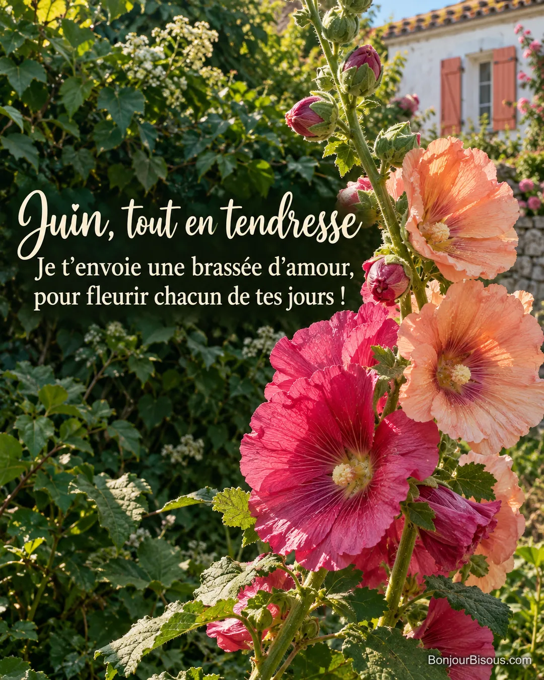 Deux tiges de roses trémières roses et abricot s’enlacent devant des volets corail, avec le texte « Juin, tout en tendresse Je t’envoie une brassée d’amour, pour fleurir chacun de tes jours ! ». Deux tiges de roses trémières roses et abricot s’enlacent devant des volets corail, avec le texte « Juin, tout en tendresse Je t’envoie une brassée d’amour, pour fleurir chacun de tes jours ! ».