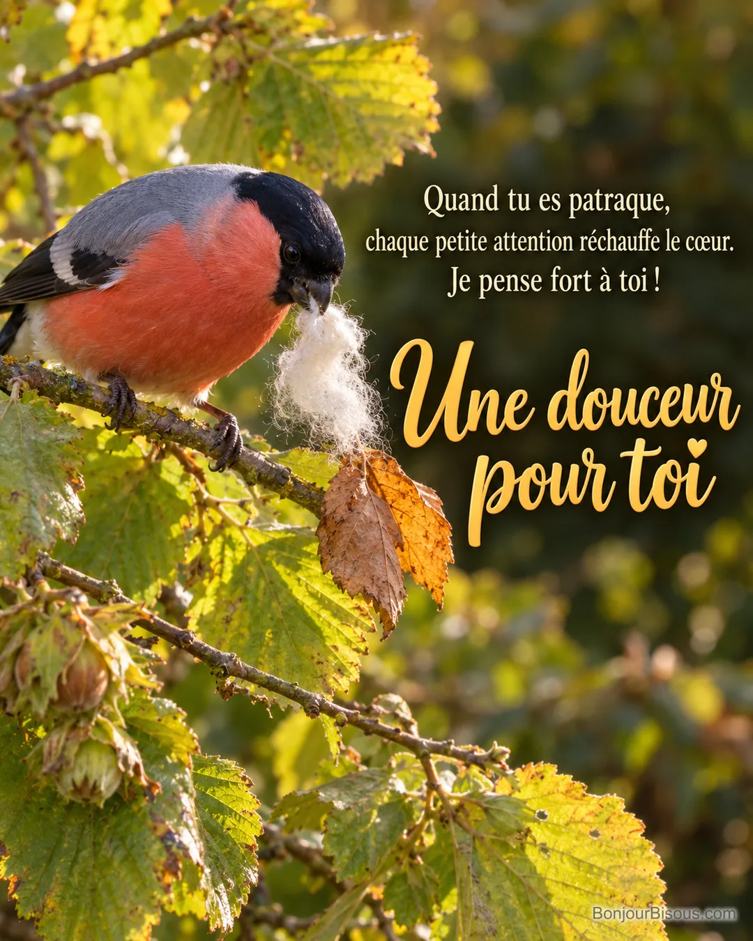 Un bouvreuil à la poitrine framboise tient une petite touffe de coton comme un cadeau réconfortant. Le message est : « Une douceur pour toi Quand tu es patraque, chaque petite attention réchauffe le cœur. Je pense fort à toi ! ».