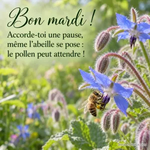 Une abeille se repose sur une fleur de bourrache dans un jardin de campagne, avec le texte « Bon mardi ! Accorde-toi une pause, même l’abeille se pose : le pollen peut attendre ! ».