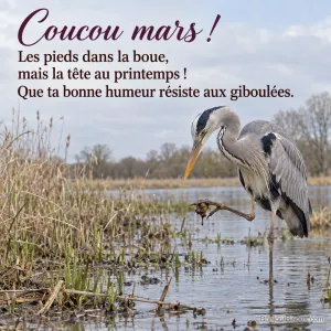 Un héron cendré soulève une patte couverte de vase au bord d’une mare de la Brenne sous une éclaircie de mars, avec le texte « Coucou mars ! Les pieds dans la boue, mais la tête au printemps ! Que ta bonne humeur résiste aux giboulées. ».