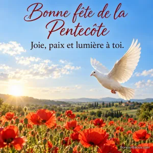 Photo d’une colombe blanche en vol au-dessus d’un champ de coquelicots rouges sous un ciel bleu et un soleil couchant, avec le texte « Bonne fête de la Pentecôte – Joie, paix et lumière à toi. »