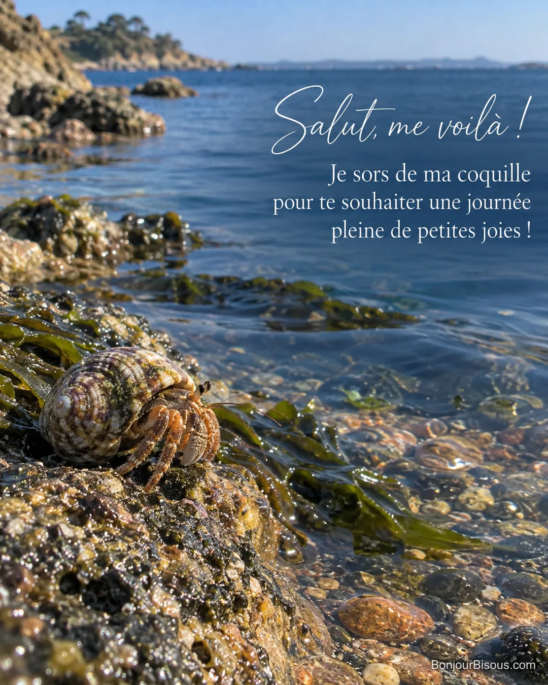 Un bernard-l’hermite sort de sa coquille près d’une flaque sur la côte bretonne, avec le texte « Salut, me voilà ! Je sors de ma coquille pour te souhaiter une journée pleine de petites joies ! ». Un bernard-l’hermite sort de sa coquille près d’une flaque sur la côte bretonne, avec le texte « Salut, me voilà ! Je sors de ma coquille pour te souhaiter une journée pleine de petites joies ! ».