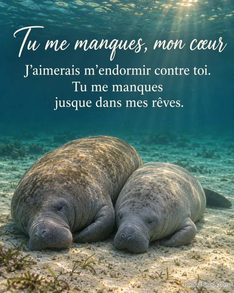 Deux lamantins de tailles et de couleurs distinctes reposent paisiblement flanc contre flanc dans une eau turquoise. Le message est : « Tu me manques, mon cœur J’aimerais m’endormir contre toi. Tu me manques jusque dans mes rêves. ».