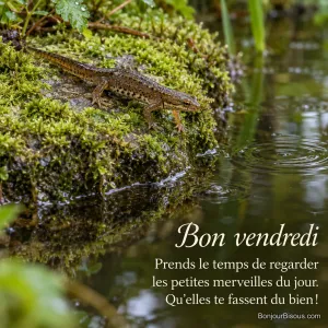 Un triton palmé brun olive avance sur une pierre moussue au bord d’une mare normande au matin, avec le texte « Bon vendredi Prends le temps de regarder les petites merveilles du jour. Qu’elles te fassent du bien ! ».