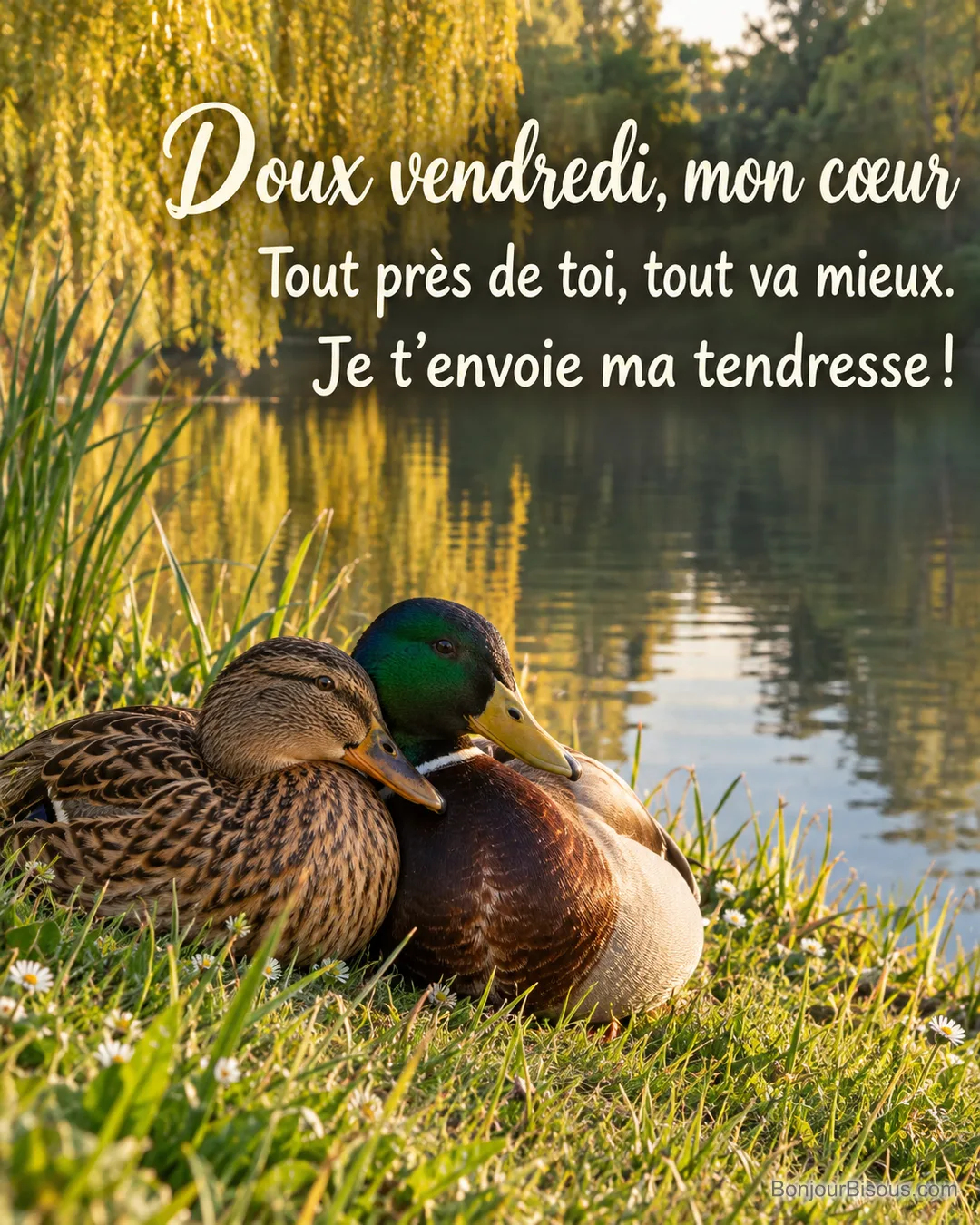 Deux canards colverts se reposent aile contre aile au bord d’une mare de Touraine, avec le texte « Doux vendredi, mon cœur Tout près de toi, tout va mieux. Je t’envoie ma tendresse ! ». Deux canards colverts se reposent aile contre aile au bord d’une mare de Touraine, avec le texte « Doux vendredi, mon cœur Tout près de toi, tout va mieux. Je t’envoie ma tendresse ! ».